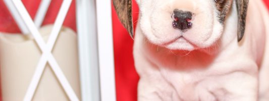 Beautiful beagle mix Puppies at play. For sale playful puppies of Ohio. Cute and cuddly playful pups for sale beabulls