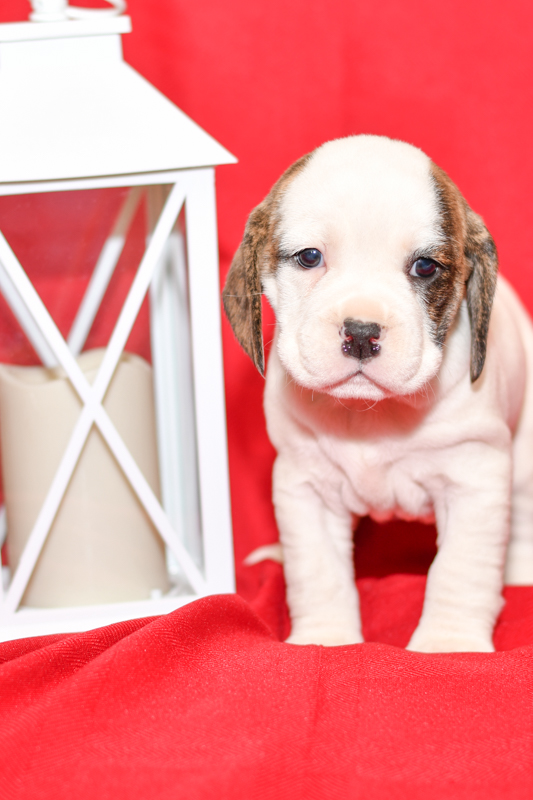 Beautiful beagle mix Puppies at play. For sale playful puppies of Ohio. Cute and cuddly playful pups for sale beabulls