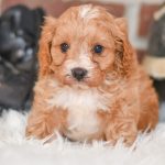 Beautiful Puppies at play. For sale playful Cavapoo puppies of Ohio. Cute and cuddly playful pups for sale