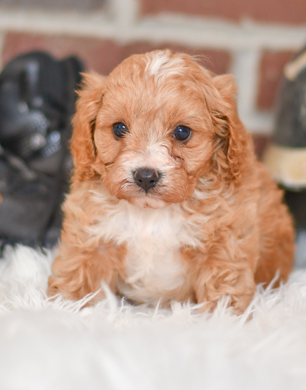 Beautiful Puppies at play. For sale playful Cavapoo puppies of Ohio. Cute and cuddly playful pups for sale