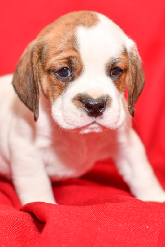 Beautiful beagle mix Puppies at play. For sale playful puppies of Ohio. Cute and cuddly playful pups for sale beabulls