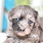 Beautiful Puppies at play. For sale playful puppies of Ohio. Cute and cuddly playful havapoo pups for sale