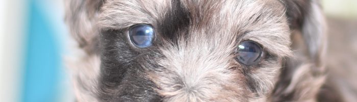 Beautiful Puppies at play. For sale playful puppies of Ohio. Cute and cuddly playful havapoo pups for sale