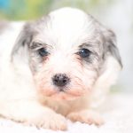 Beautiful Puppies at play. For sale playful puppies of Ohio. Cute and cuddly playful havapoo pups for sale