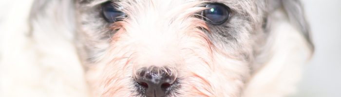 Beautiful Puppies at play. For sale playful puppies of Ohio. Cute and cuddly playful havapoo pups for sale