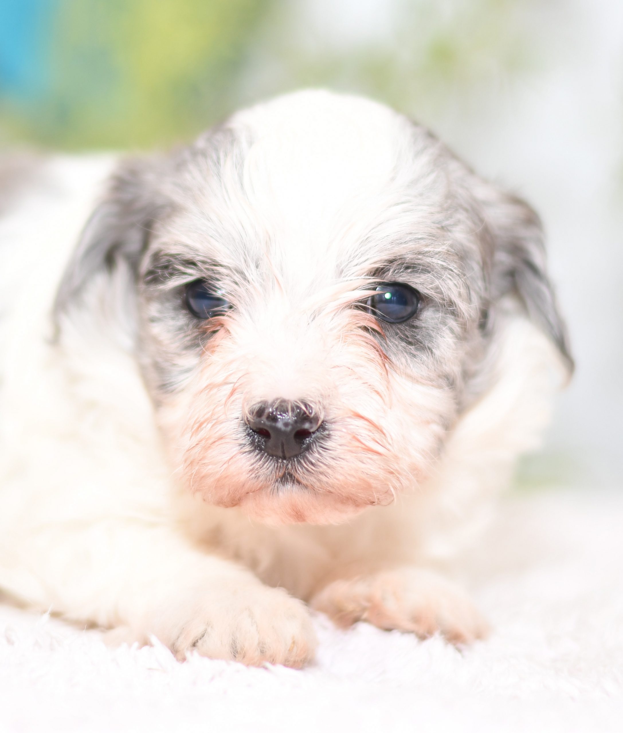 Beautiful Puppies at play. For sale playful puppies of Ohio. Cute and cuddly playful havapoo pups for sale