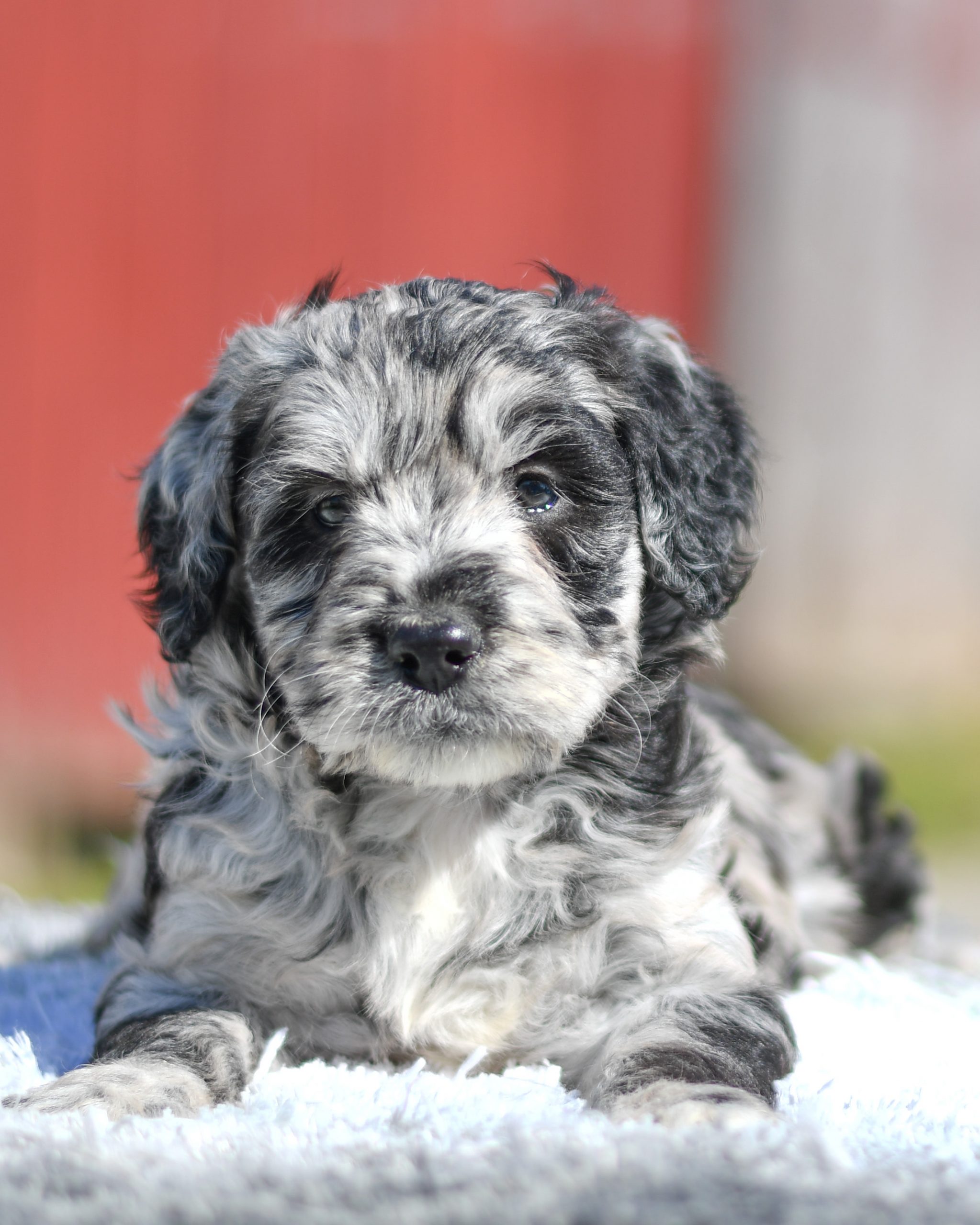 Beautiful Puppies at play. For sale mini aussiedoodles playful puppies of Ohio. Cute and cuddly playful mini aussiedoodle pups for sale