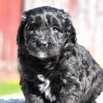 Beautiful Puppies at play. For sale mini aussiedoodles playful puppies of Ohio. Cute and cuddly playful mini aussiedoodle pups for sale