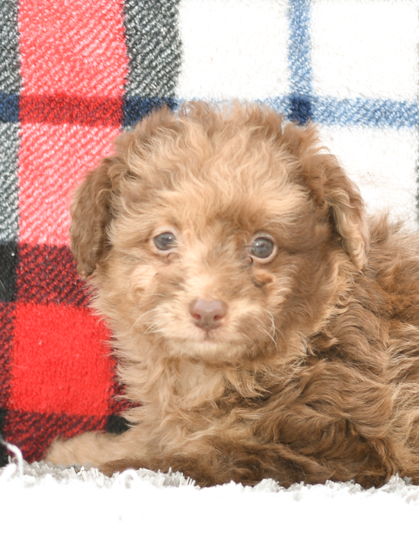 Beautiful Puppies at play. For sale mini aussiedoodles playful puppies of Ohio. Cute and cuddly playful mini aussiedoodle pups for sale