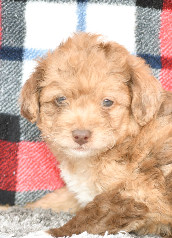 Beautiful Puppies at play. For sale mini aussiedoodles playful puppies of Ohio. Cute and cuddly playful mini aussiedoodle pups for sale