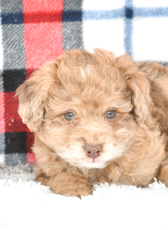 Beautiful Puppies at play. For sale mini aussiedoodles playful puppies of Ohio. Cute and cuddly playful mini aussiedoodle pups for sale