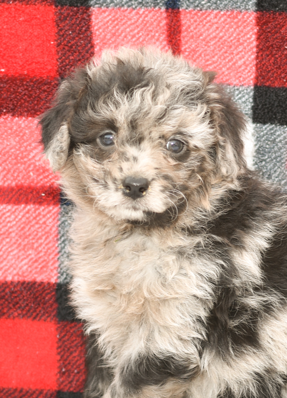 Beautiful Puppies at play. For sale mini aussiedoodles playful puppies of Ohio. Cute and cuddly playful mini aussiedoodle pups for sale