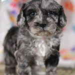 Beautiful Puppies at play. For sale cavapoo playful puppies of Ohio. Cute and cuddly playful Cavapoo pups for sale