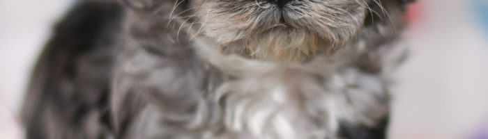 Beautiful Puppies at play. For sale cavapoo playful puppies of Ohio. Cute and cuddly playful Cavapoo pups for sale