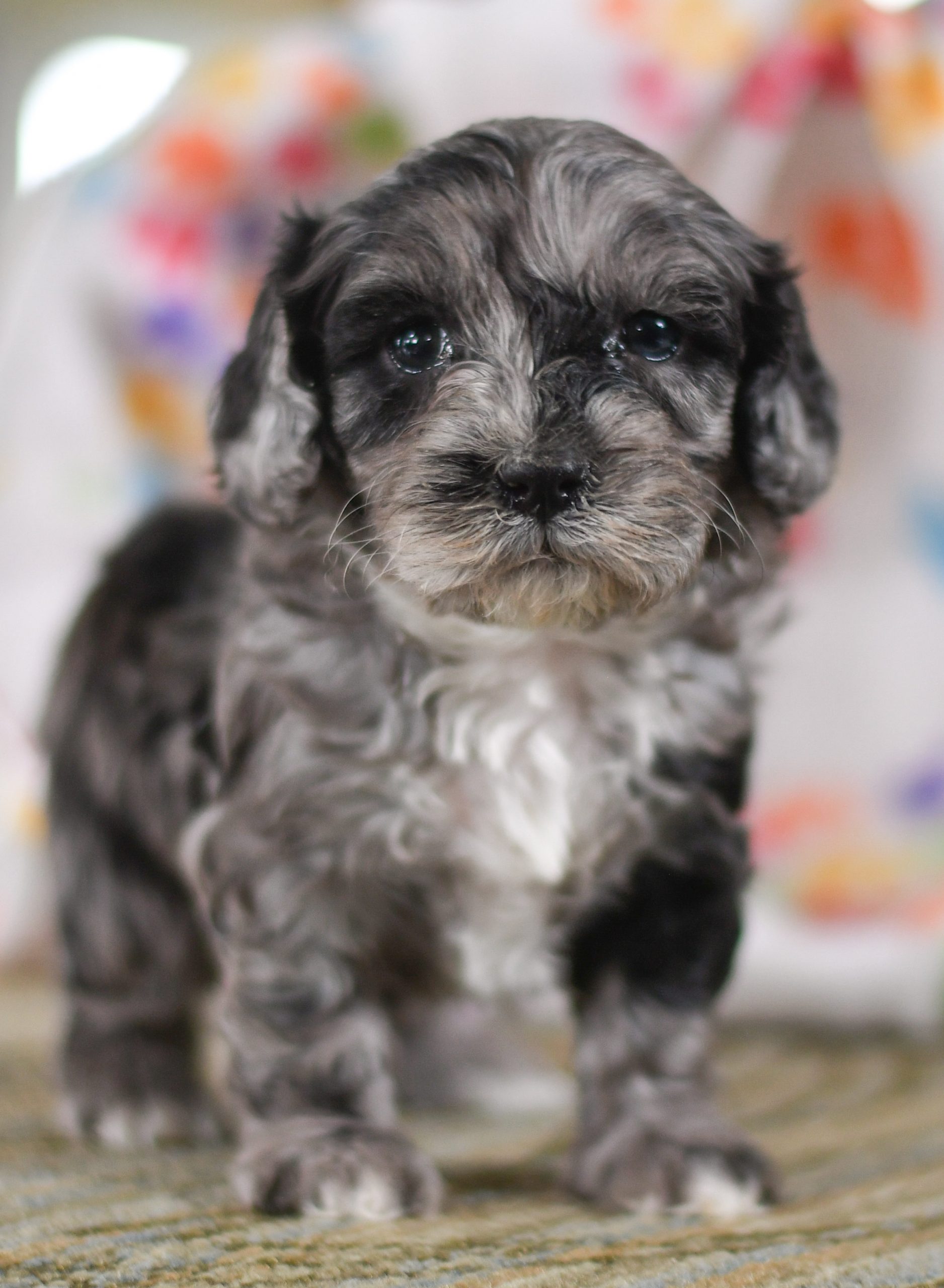 Beautiful Puppies at play. For sale cavapoo playful puppies of Ohio. Cute and cuddly playful Cavapoo pups for sale