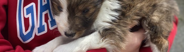 Beautiful Puppies at play. For sale mini shetland sheepdogs playful puppies of Ohio. Cute and cuddly playful mini sheltie pups for sale