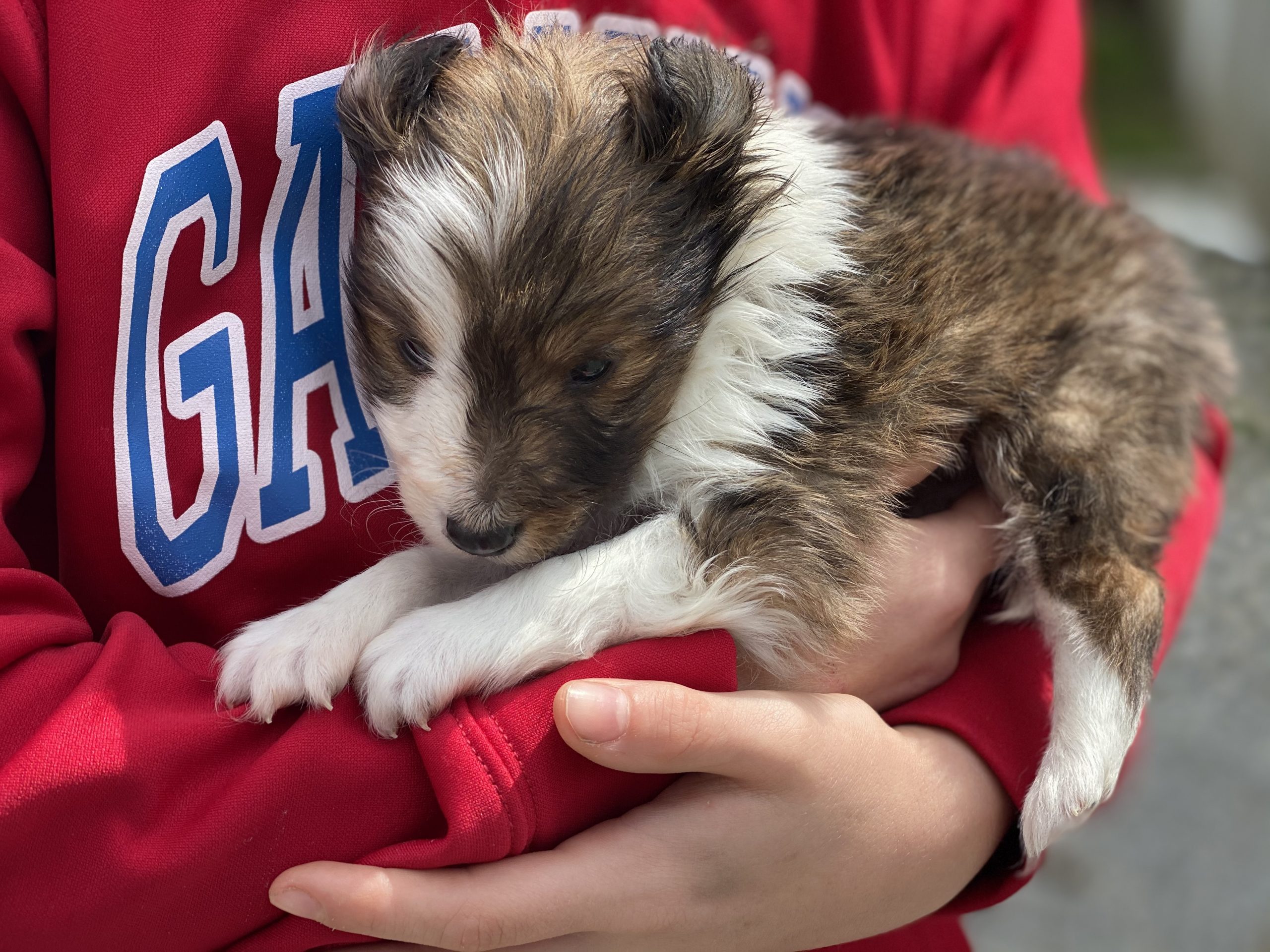 Beautiful Puppies at play. For sale mini shetland sheepdogs playful puppies of Ohio. Cute and cuddly playful mini sheltie pups for sale