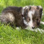Beautiful Puppies at play. For sale mini shetland sheepdogs playful puppies of Ohio. Cute and cuddly playful mini sheltie pups for sale