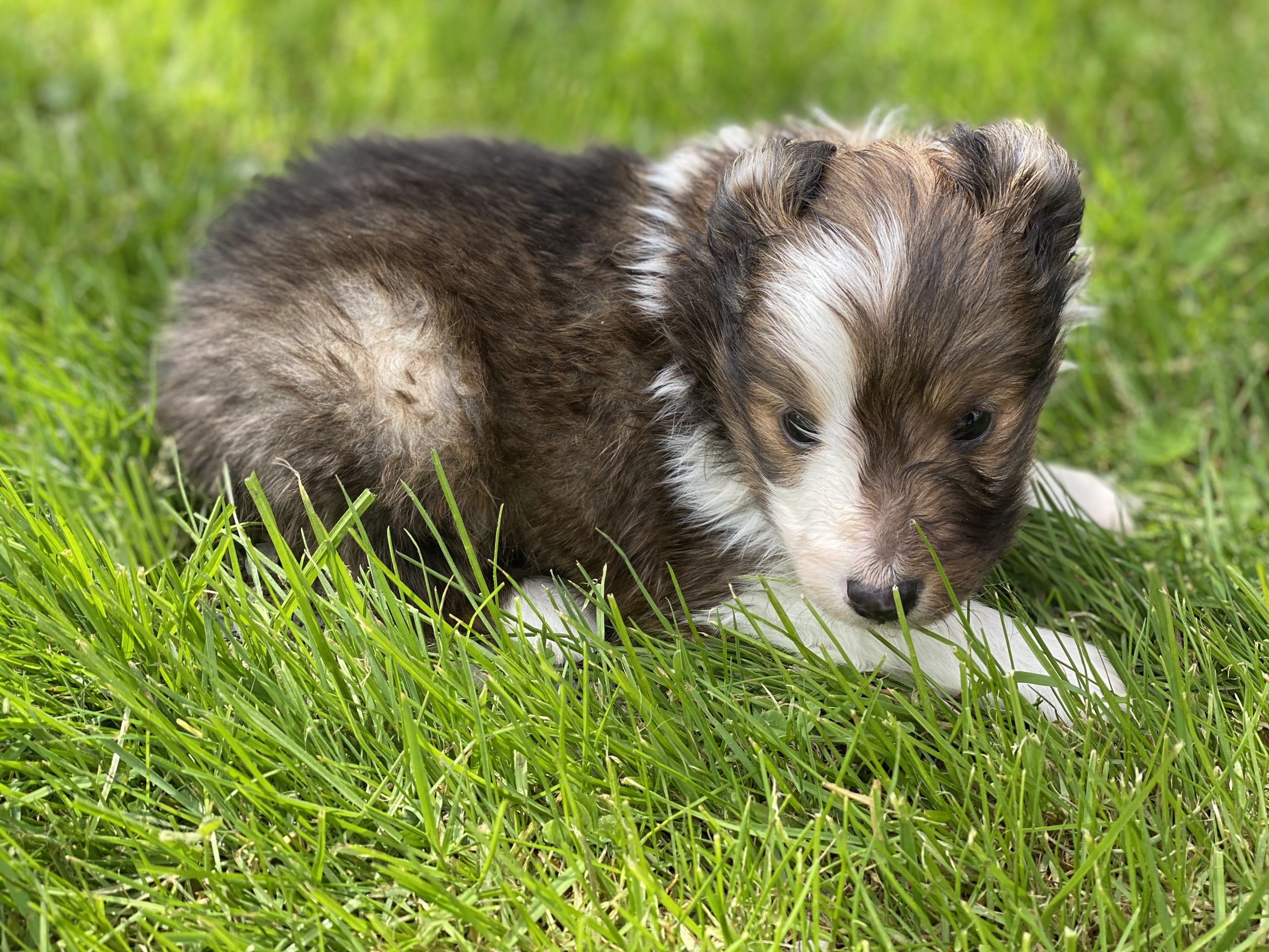 Beautiful Puppies at play. For sale mini shetland sheepdogs playful puppies of Ohio. Cute and cuddly playful mini sheltie pups for sale