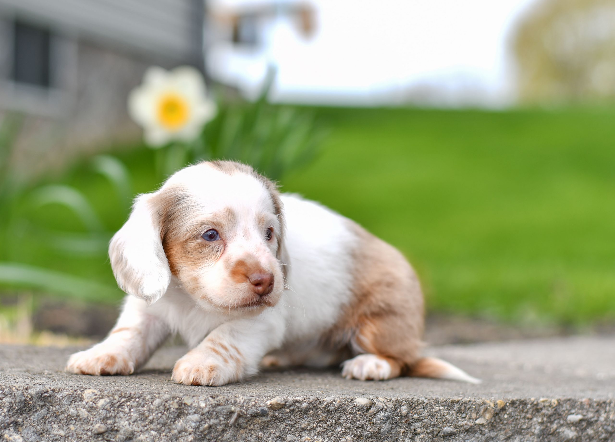 Beautiful Puppies at play. For sale dachshund playful puppies of Ohio. Cute and cuddly playful mini dachsund pups for sale