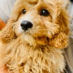 Beautiful Puppies at play. For sale cavapoo playful puppies of Ohio. Cute and cuddly playful Cavapoo pups for sale