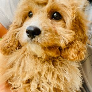 Beautiful Puppies at play. For sale cavapoo playful puppies of Ohio. Cute and cuddly playful Cavapoo pups for sale