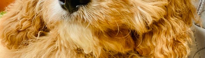 Beautiful Puppies at play. For sale cavapoo playful puppies of Ohio. Cute and cuddly playful Cavapoo pups for sale