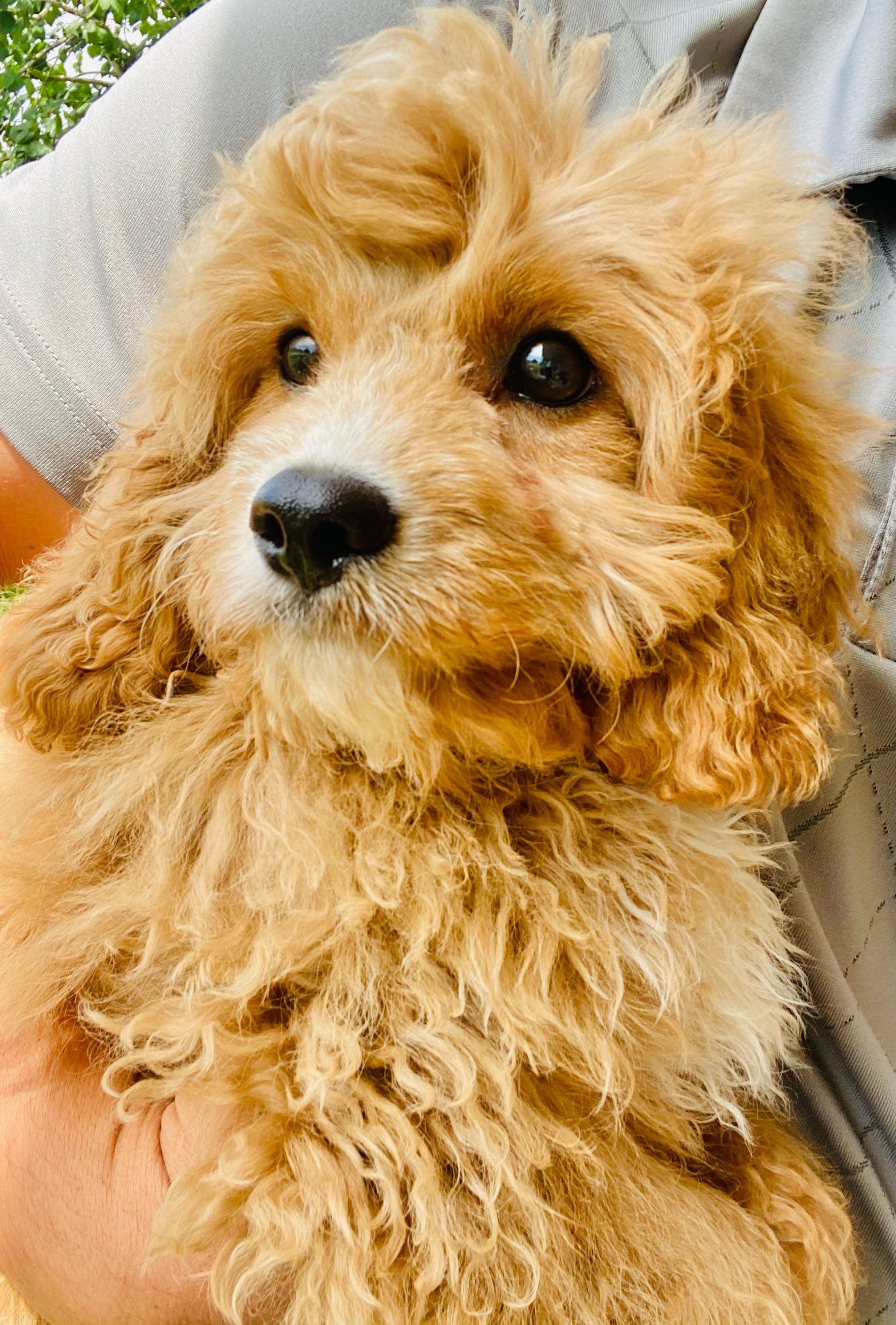 Beautiful Puppies at play. For sale cavapoo playful puppies of Ohio. Cute and cuddly playful Cavapoo pups for sale