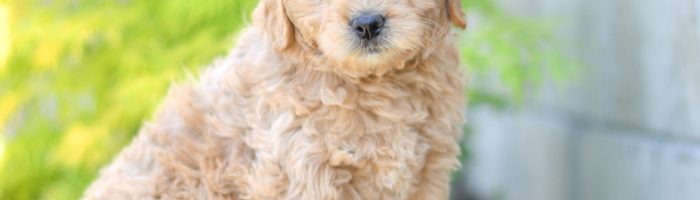 Beautiful Puppies at play. For sale mini goldendoodle playful puppies of Ohio. Cute and cuddly playful mini goldendoodle golden retreiver poodle pups for sale.