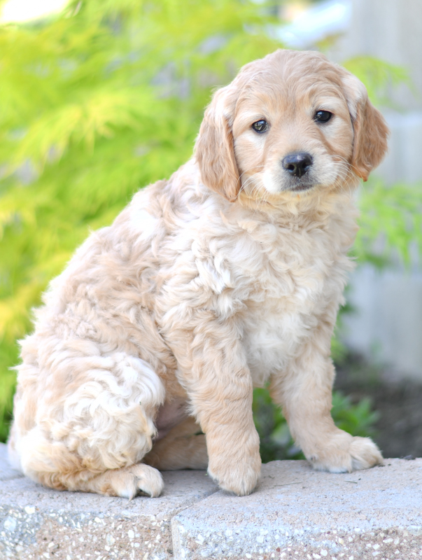 Beautiful Puppies at play. For sale mini goldendoodle playful puppies of Ohio. Cute and cuddly playful mini goldendoodle golden retreiver poodle pups for sale.