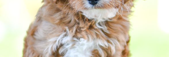 Beautiful Puppies at play. For sale cavapoo playful puppies of Ohio. Cute and cuddly playful cavapoo pups for sale.