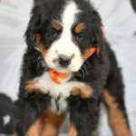 Beautiful Puppies at play. For sale bernese playful puppies of Ohio. Cute and cuddly playful Bernese pups for sale