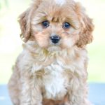 Beautiful Puppies at play. For sale cavapoo playful puppies of Ohio. Cute and cuddly playful cavapoo pups for sale.