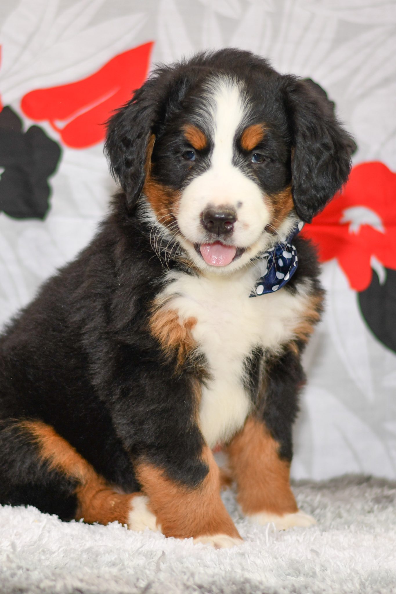 Bernese Mountain Dog London All Star Puppies All