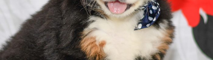 Beautiful Puppies at play. For sale bernese playful puppies of Ohio. Cute and cuddly playful Bernese pups for sale