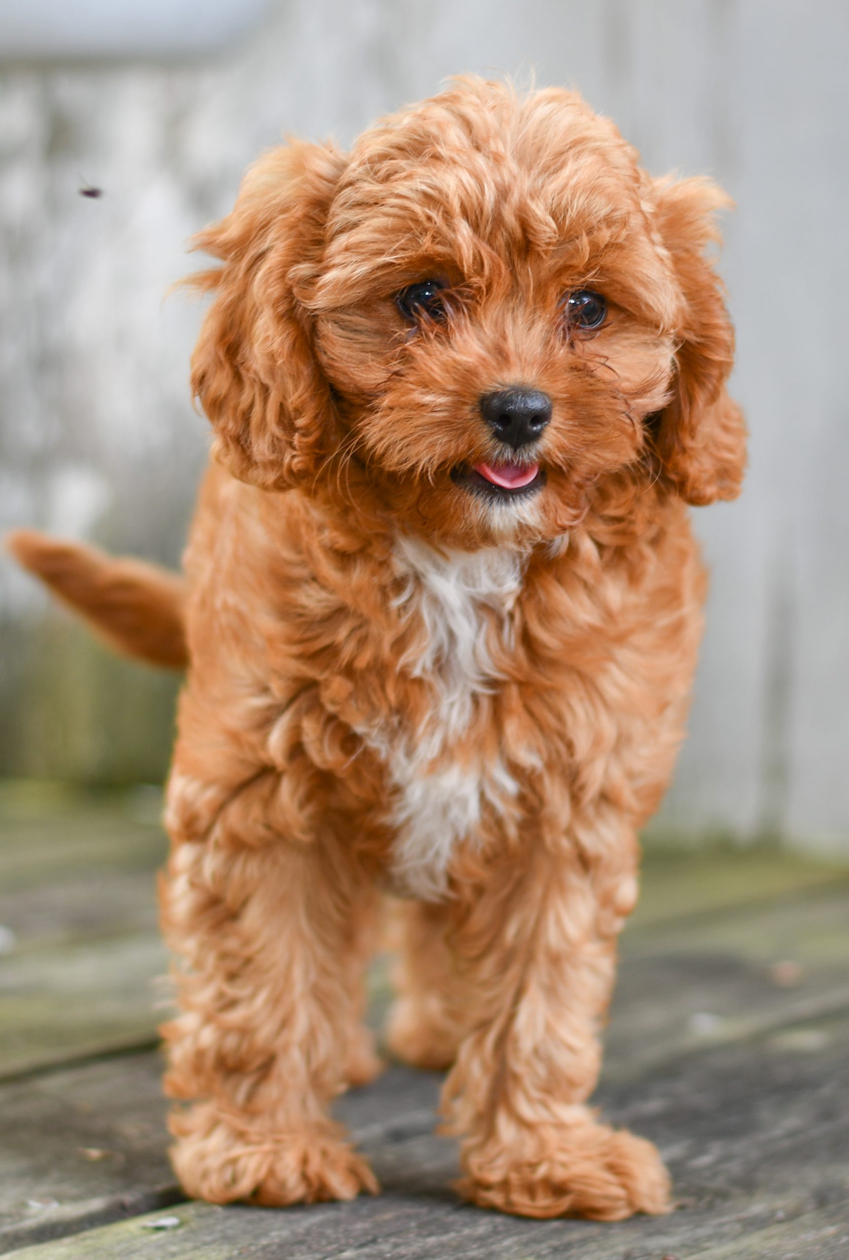 Beautiful Puppies at play. For sale cavapoo playful puppies of Ohio. Cute and cuddly playful cavapoo pups for sale.