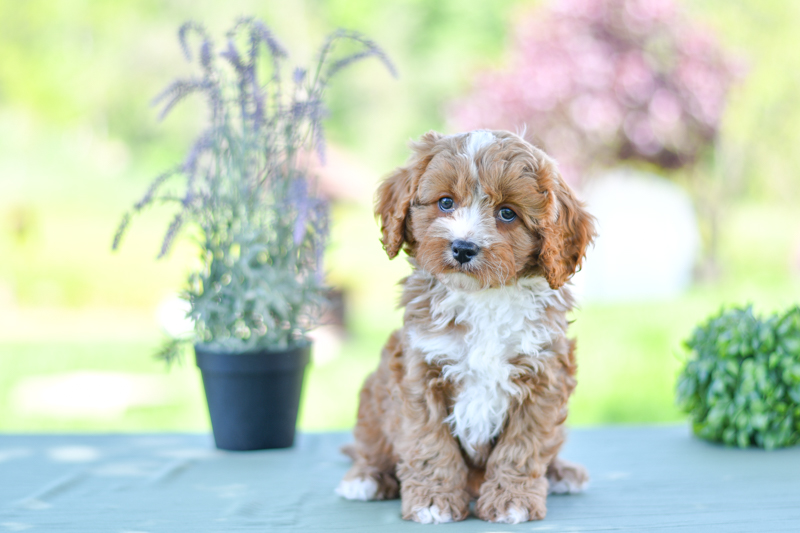 Beautiful Puppies at play. For sale cavapoo playful puppies of Ohio. Cute and cuddly playful cavapoo pups for sale.