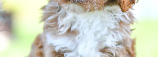 Beautiful Puppies at play. For sale cavapoo playful puppies of Ohio. Cute and cuddly playful cavapoo pups for sale.