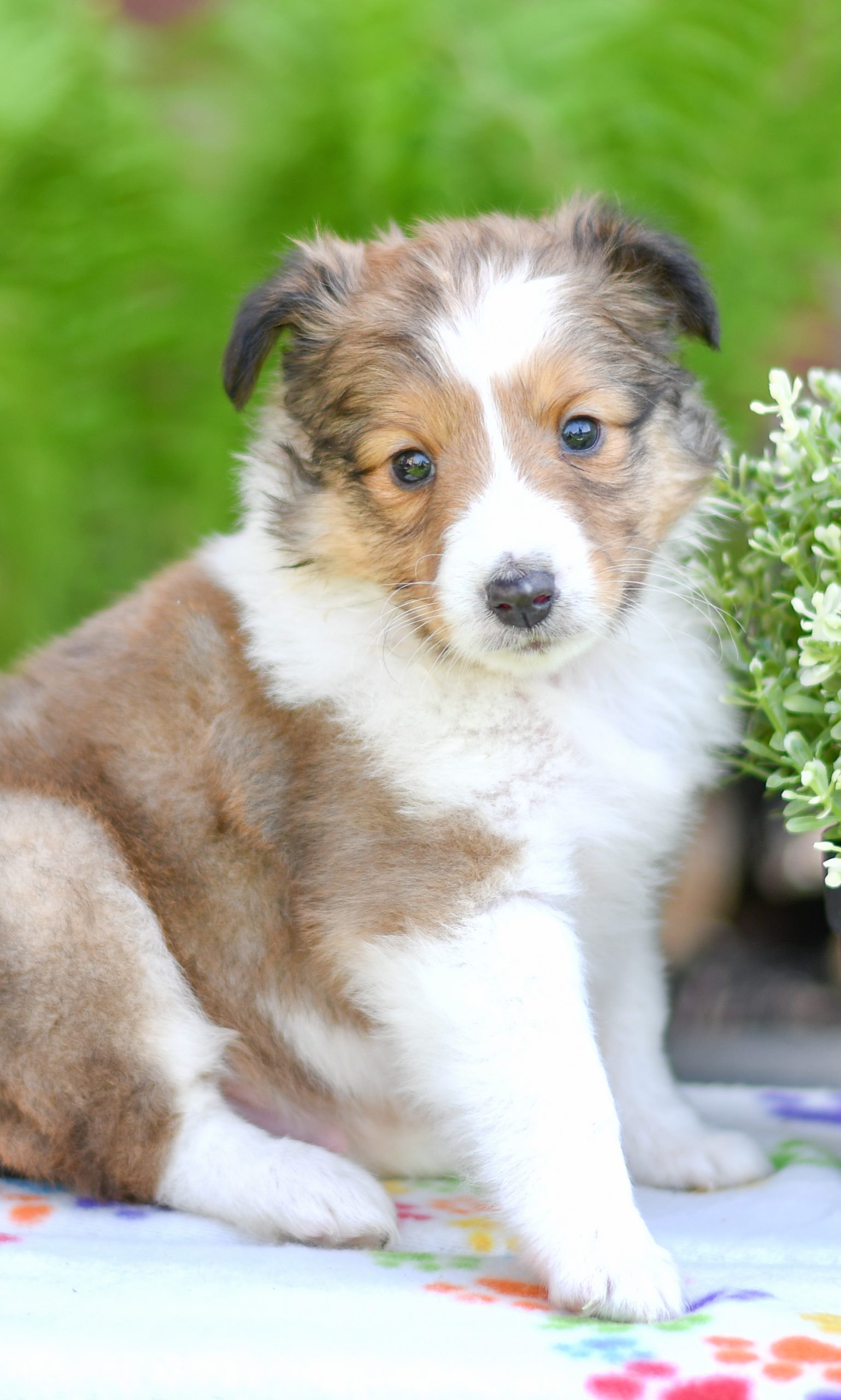 Beautiful Puppies at play. For sale mini shetland sheepdogs playful puppies of Ohio. Cute and cuddly playful mini sheltie pups for sale