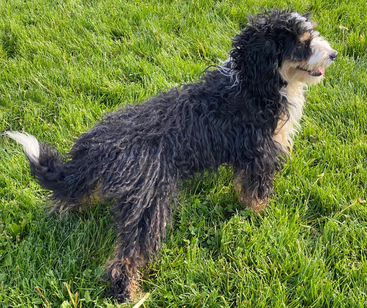 F1B Bernedoodle Puppies Ohio Picket Fence Puppies F1 and F1b