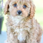 Beautiful Puppies at play. For sale cavapoo playful puppies of Ohio. Cute and cuddly playful cavapoo pups for sale.