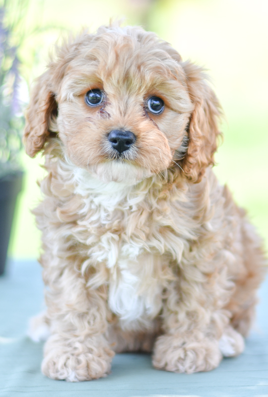 Beautiful Puppies at play. For sale cavapoo playful puppies of Ohio. Cute and cuddly playful cavapoo pups for sale.