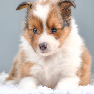 Beautiful Puppies at play. For sale mini shetland sheepdogs playful puppies of Ohio. Cute and cuddly playful mini sheltie pups for sale