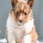 Beautiful Puppies at play. For sale mini shetland sheepdogs playful puppies of Ohio. Cute and cuddly playful mini sheltie pups for sale
