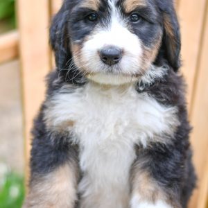 Beautiful Puppies at play. For sale bernedoodle playful puppies of Ohio. Cute and cuddly playful bernedoodle pups for sale