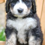 Beautiful Puppies at play. For sale bernedoodle playful puppies of Ohio. Cute and cuddly playful bernedoodle pups for sale