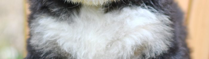 Beautiful Puppies at play. For sale bernedoodle playful puppies of Ohio. Cute and cuddly playful bernedoodle pups for sale