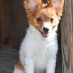 Beautiful Puppies at play. For sale papillon playful puppies of Ohio. Cute and cuddly playful papillon pups for sale