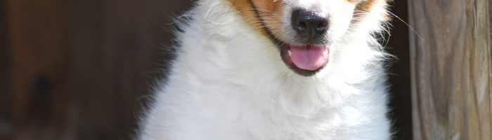 Beautiful Puppies at play. For sale papillon playful puppies of Ohio. Cute and cuddly playful papillon pups for sale