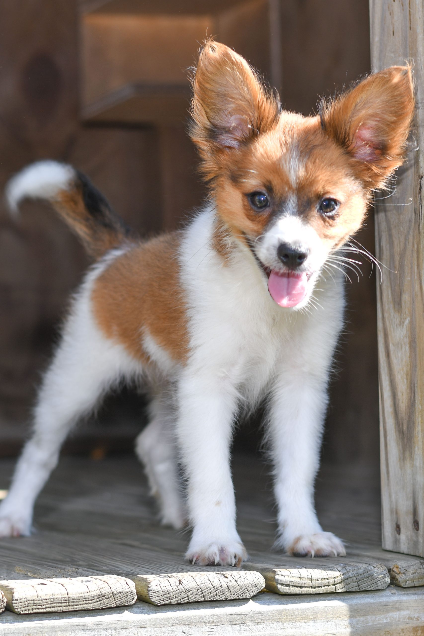 Beautiful Puppies at play. For sale papillon playful puppies of Ohio. Cute and cuddly playful papillon pups for sale